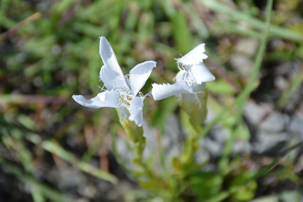 Gentianopsis ciliata e forma alba